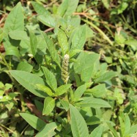 Phytolacca octandra L.